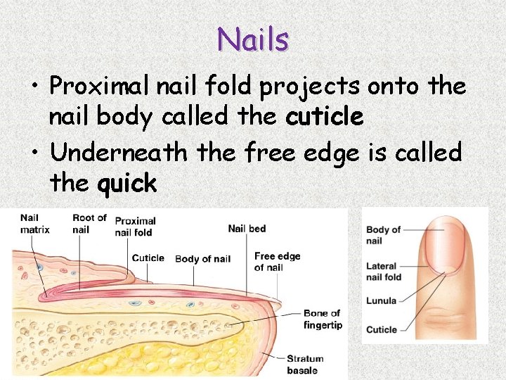 Nails • Proximal nail fold projects onto the nail body called the cuticle •
