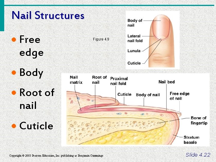 Nail Structures · Free edge Figure 4. 9 · Body · Root of nail