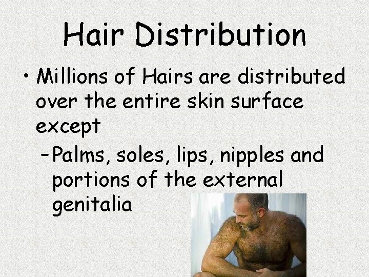 Hair Distribution • Millions of Hairs are distributed over the entire skin surface except
