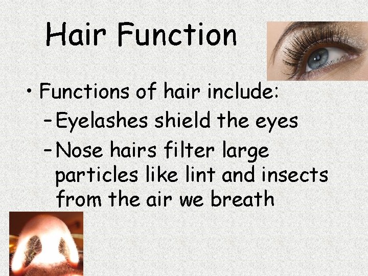 Hair Function • Functions of hair include: – Eyelashes shield the eyes – Nose