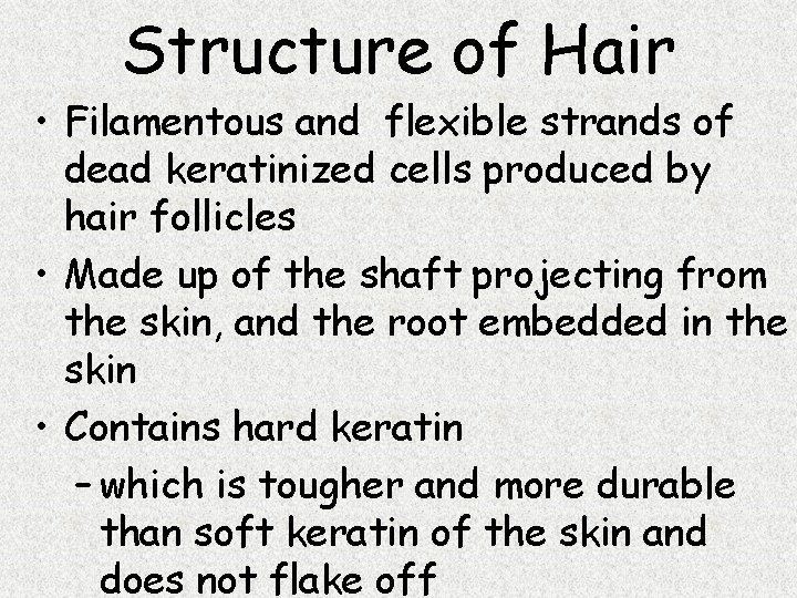 Structure of Hair • Filamentous and flexible strands of dead keratinized cells produced by