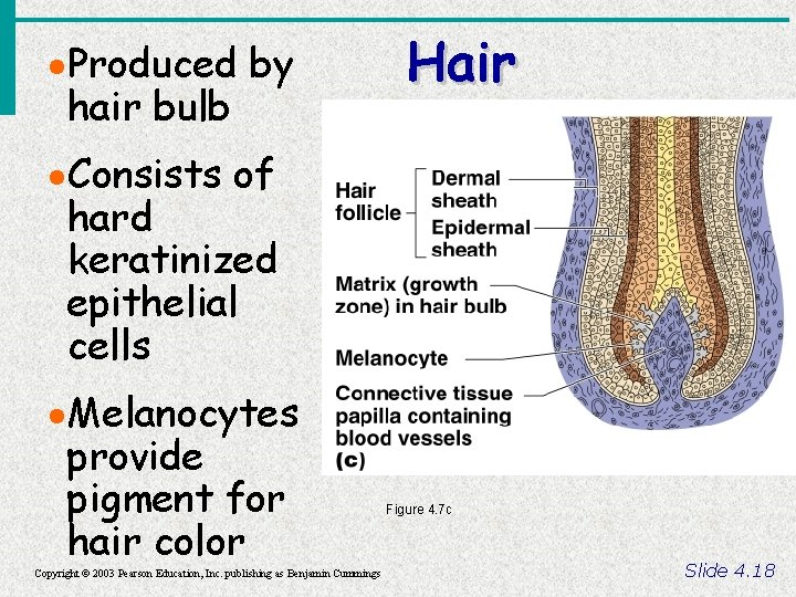· Produced by hair bulb Hair · Consists of hard keratinized epithelial cells ·
