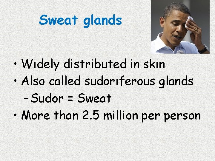 Sweat glands • Widely distributed in skin • Also called sudoriferous glands – Sudor