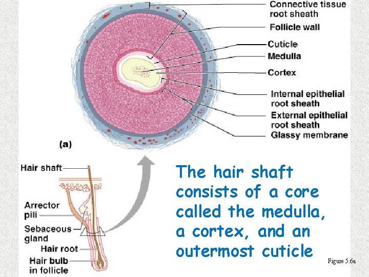 The hair shaft consists of a core called the medulla, a cortex, and an