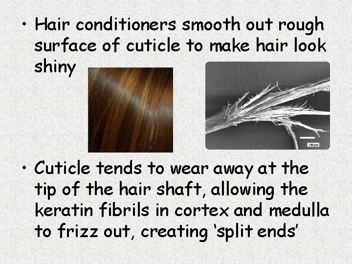  • Hair conditioners smooth out rough surface of cuticle to make hair look