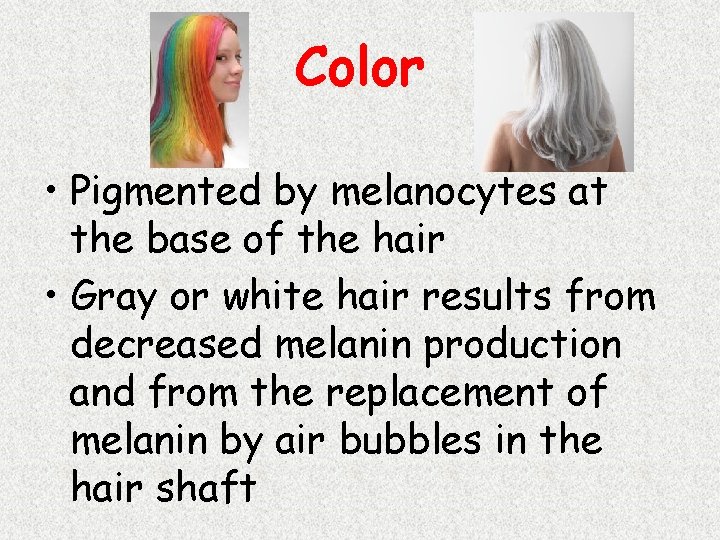 Color • Pigmented by melanocytes at the base of the hair • Gray or