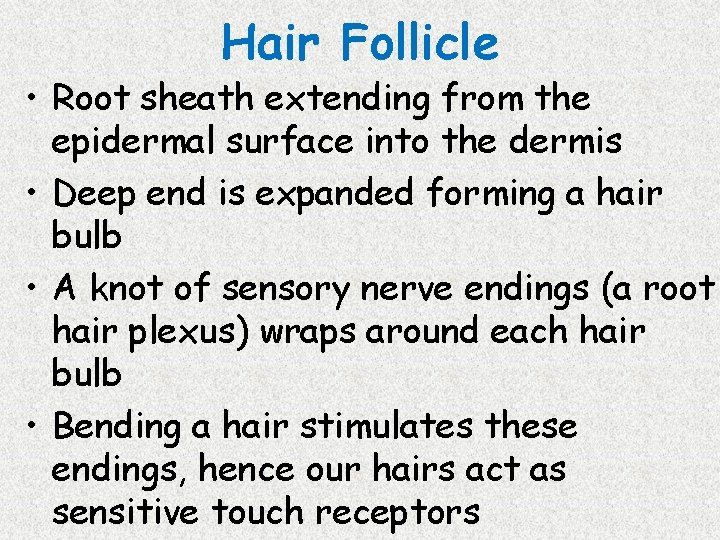 Hair Follicle • Root sheath extending from the epidermal surface into the dermis •