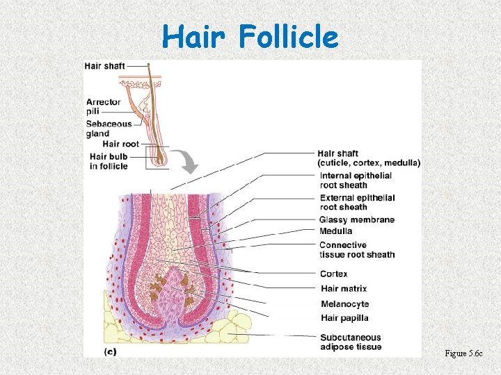 Hair Follicle Figure 5. 6 c 