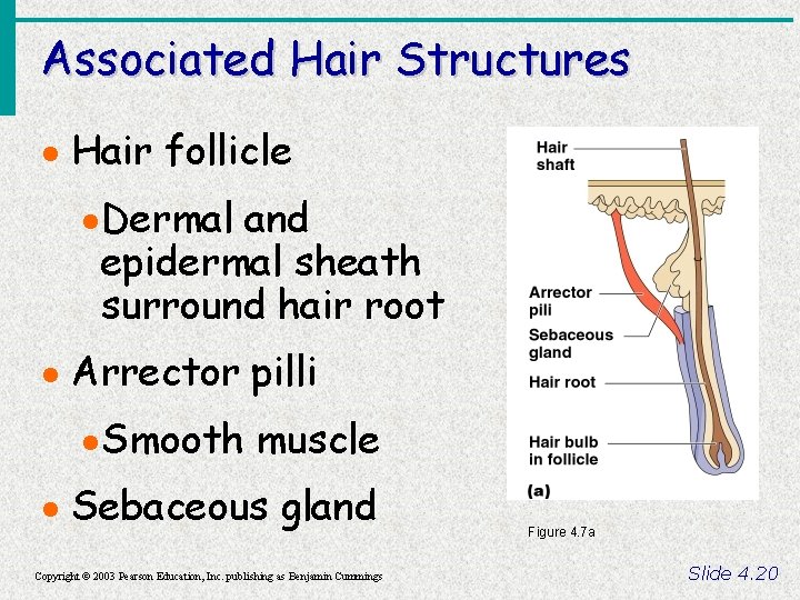 Associated Hair Structures · Hair follicle · Dermal and epidermal sheath surround hair root