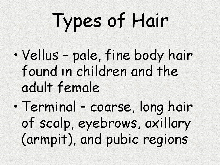 Types of Hair • Vellus – pale, fine body hair found in children and