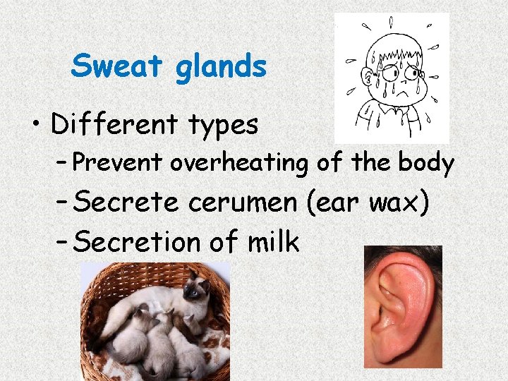 Sweat glands • Different types – Prevent overheating of the body – Secrete cerumen