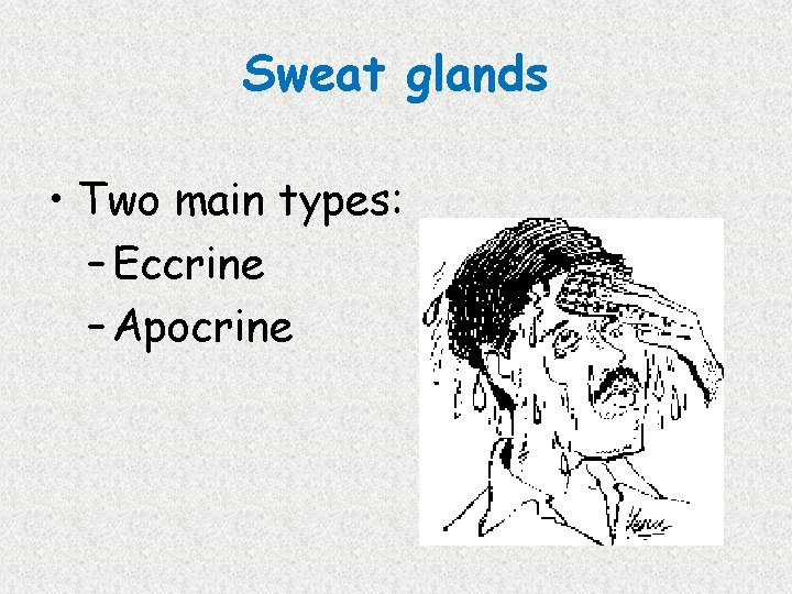 Sweat glands • Two main types: – Eccrine – Apocrine 