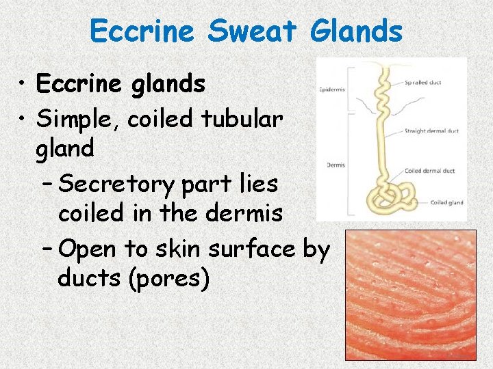 Eccrine Sweat Glands • Eccrine glands • Simple, coiled tubular gland – Secretory part