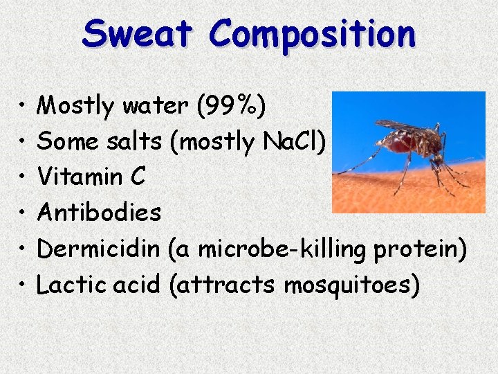 Sweat Composition • • • Mostly water (99%) Some salts (mostly Na. Cl) Vitamin