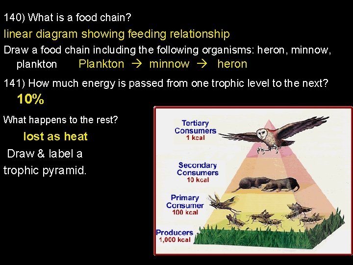 140) What is a food chain? linear diagram showing feeding relationship Draw a food