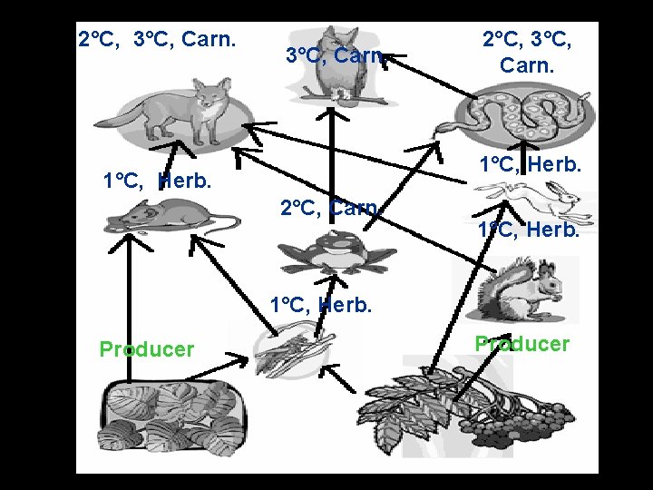 2°C, 3°C, Carn. 1°C, Herb. 2°C, Carn. 1°C, Herb. Producer 