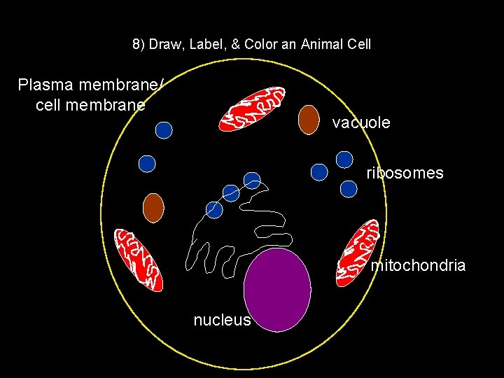 8) Draw, Label, & Color an Animal Cell Plasma membrane/ cell membrane vacuole ribosomes