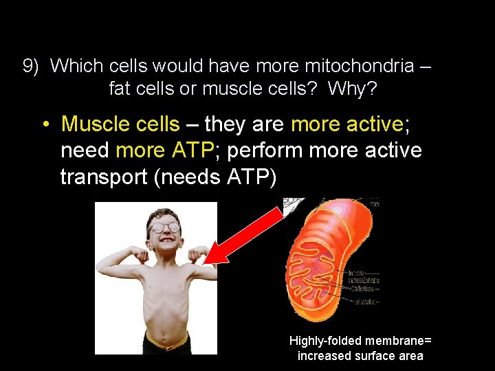 9) Which cells would have more mitochondria – fat cells or muscle cells? Why?