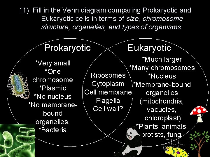 11) Fill in the Venn diagram comparing Prokaryotic and Eukaryotic cells in terms of