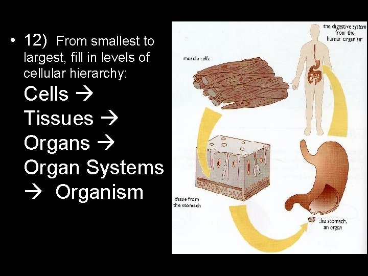  • 12) From smallest to largest, fill in levels of cellular hierarchy: Cells