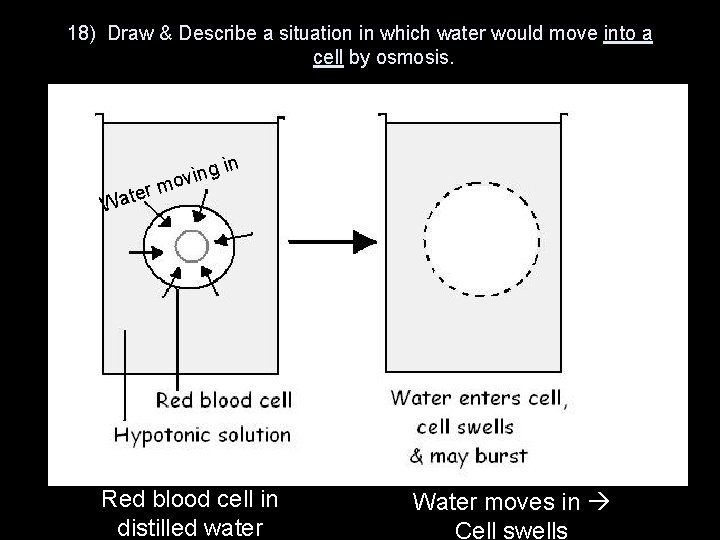 18) Draw & Describe a situation in which water would move into a cell