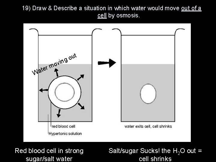 19) Draw & Describe a situation in which water would move out of a