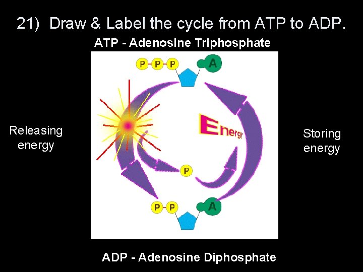 21) Draw & Label the cycle from ATP to ADP. ATP - Adenosine Triphosphate