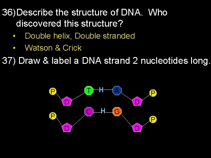 36) Describe the structure of DNA. Who discovered this structure? • • Double helix,