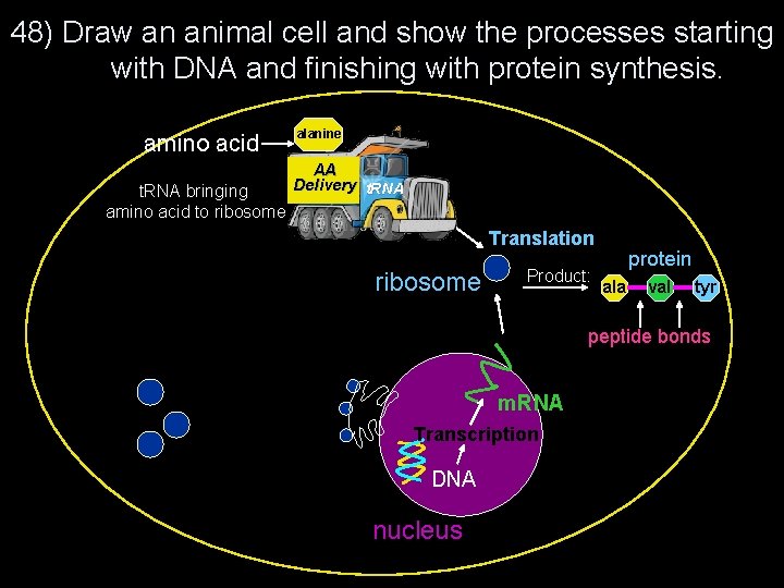 48) Draw an animal cell and show the processes starting with DNA and finishing