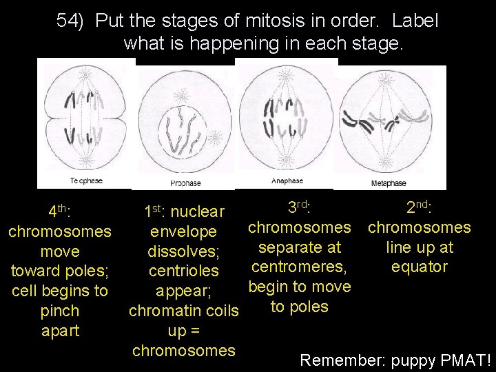 54) Put the stages of mitosis in order. Label what is happening in each