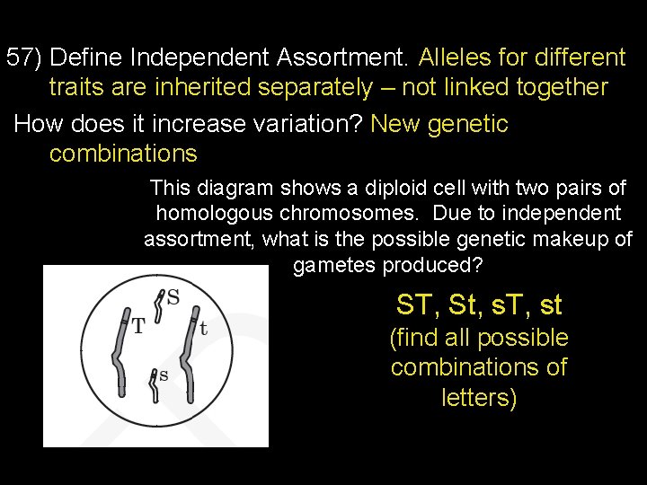 57) Define Independent Assortment. Alleles for different traits are inherited separately – not linked