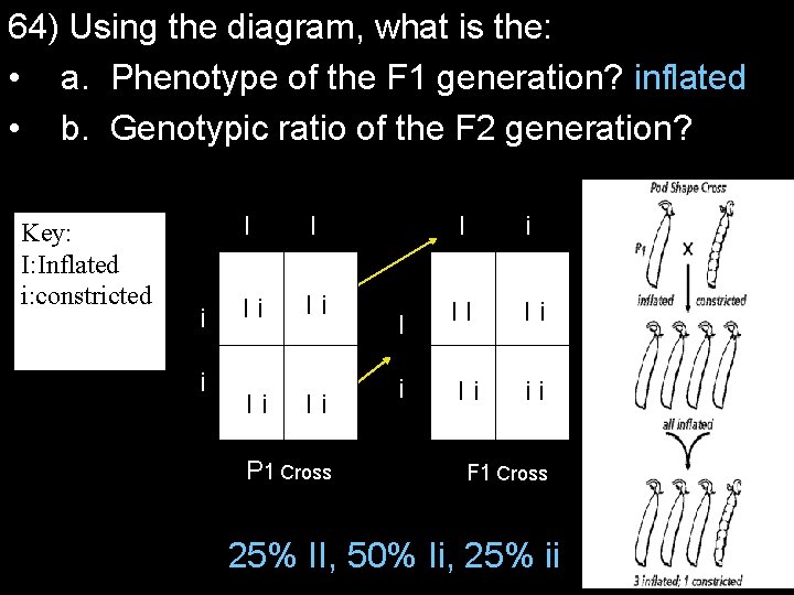 64) Using the diagram, what is the: • a. Phenotype of the F 1