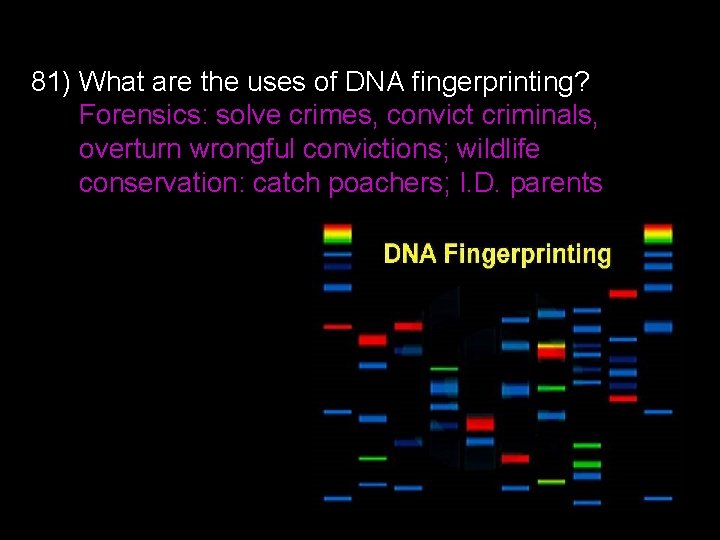 81) What are the uses of DNA fingerprinting? Forensics: solve crimes, convict criminals, overturn