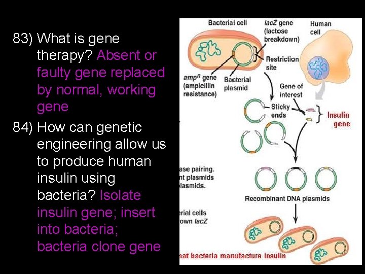 83) What is gene therapy? Absent or faulty gene replaced by normal, working gene