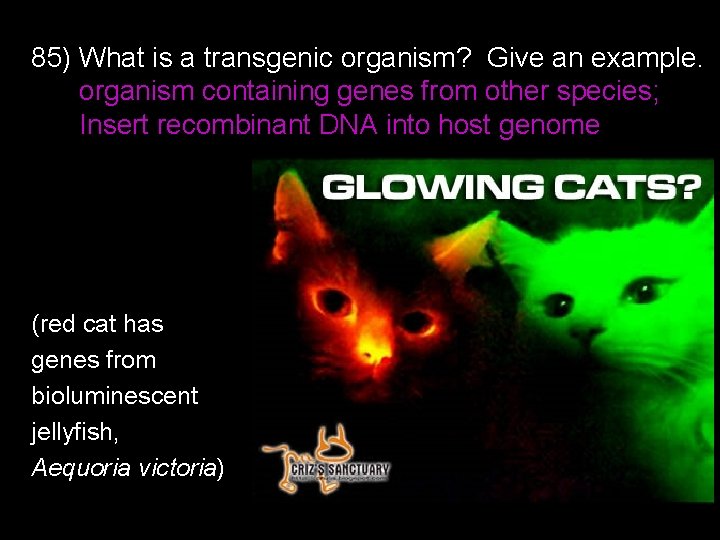 85) What is a transgenic organism? Give an example. organism containing genes from other