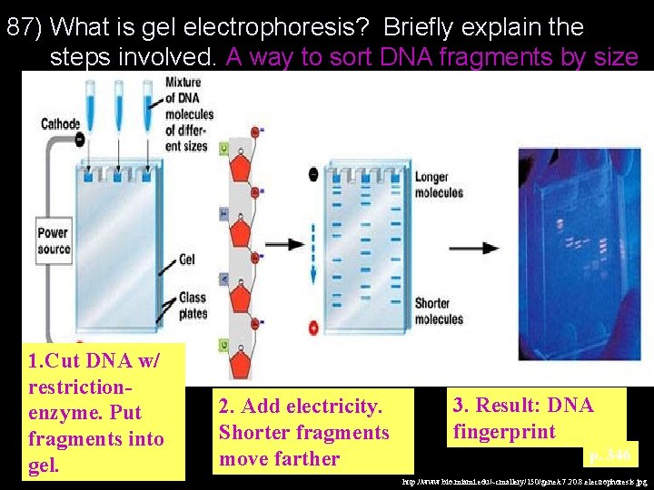 87) What is gel electrophoresis? Briefly explain the steps involved. A way to sort