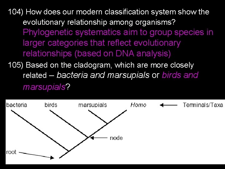 104) How does our modern classification system show the evolutionary relationship among organisms? Phylogenetic
