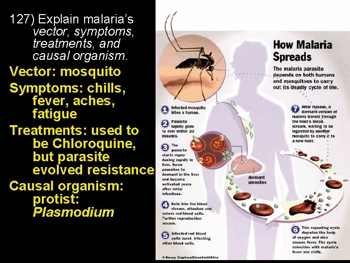 127) Explain malaria’s vector, symptoms, treatments, and causal organism. Vector: mosquito Symptoms: chills, fever,