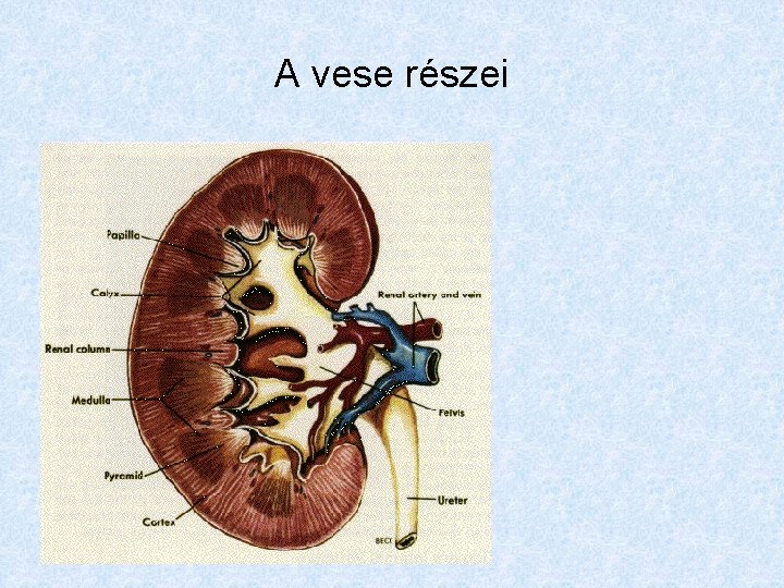 A vese részei 