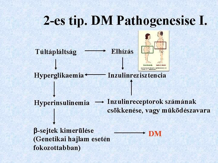 2 -es tip. DM Pathogenesise I. Elhízás Túltápláltság Hyperglikaemia Inzulinrezisztencia Hyperinsulinemia Inzulinreceptorok számának csökkenése,