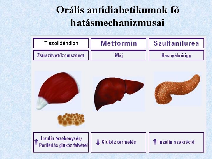 Orális antidiabetikumok fő hatásmechanizmusai Tiazolidéndion 