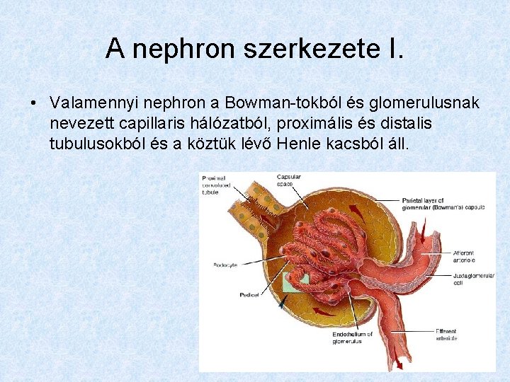 A nephron szerkezete I. • Valamennyi nephron a Bowman-tokból és glomerulusnak nevezett capillaris hálózatból,