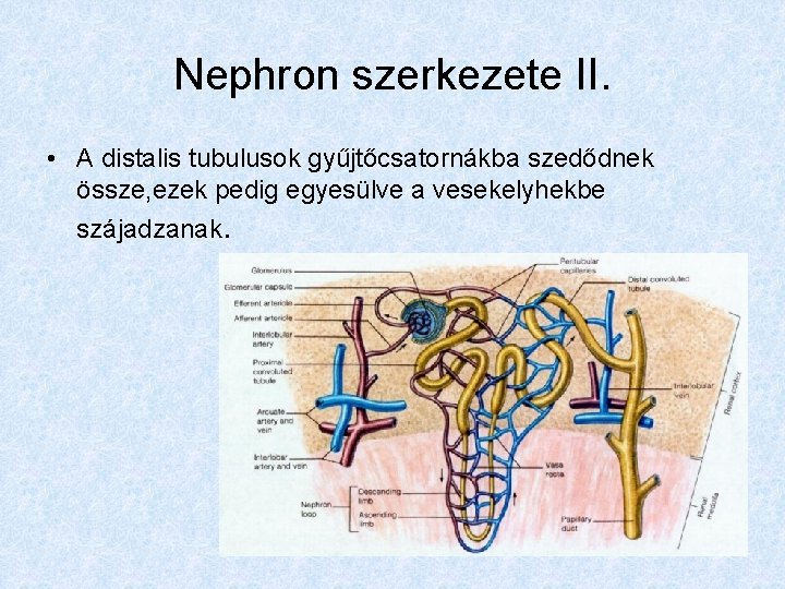 Nephron szerkezete II. • A distalis tubulusok gyűjtőcsatornákba szedődnek össze, ezek pedig egyesülve a
