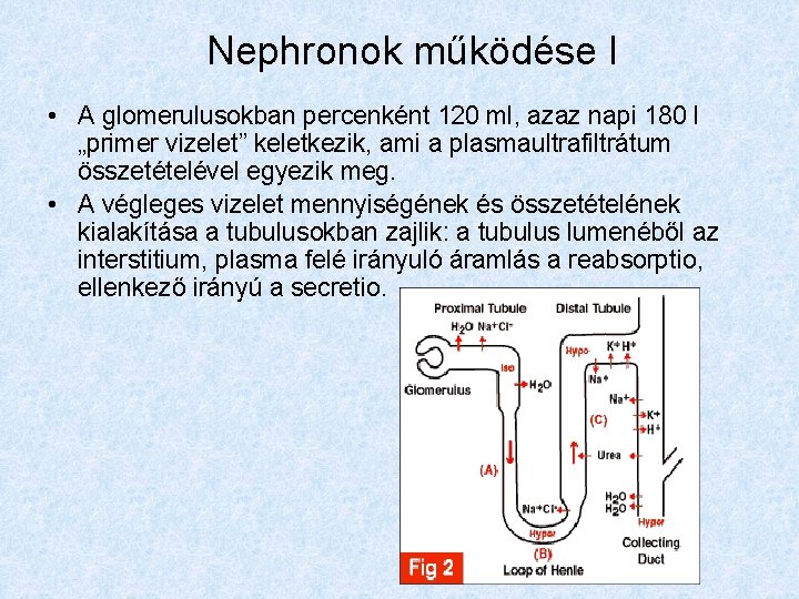 Nephronok működése I • A glomerulusokban percenként 120 ml, azaz napi 180 l „primer