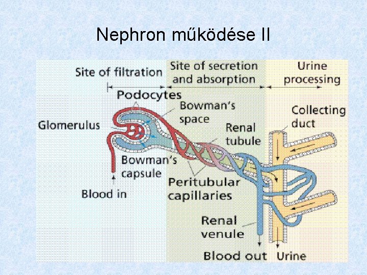 Nephron működése II 