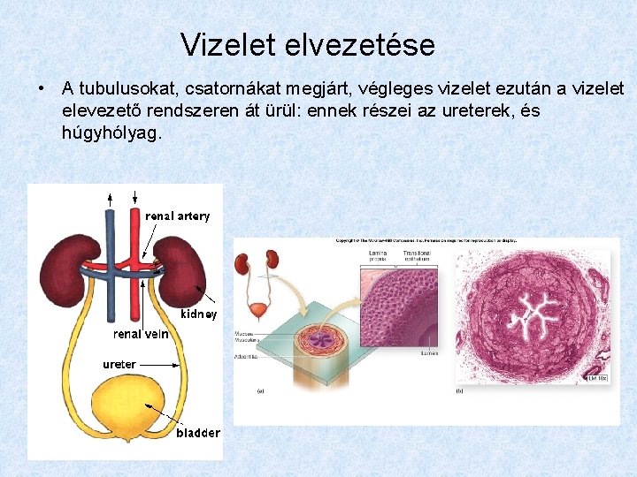 Vizelet elvezetése • A tubulusokat, csatornákat megjárt, végleges vizelet ezután a vizelet elevezető rendszeren
