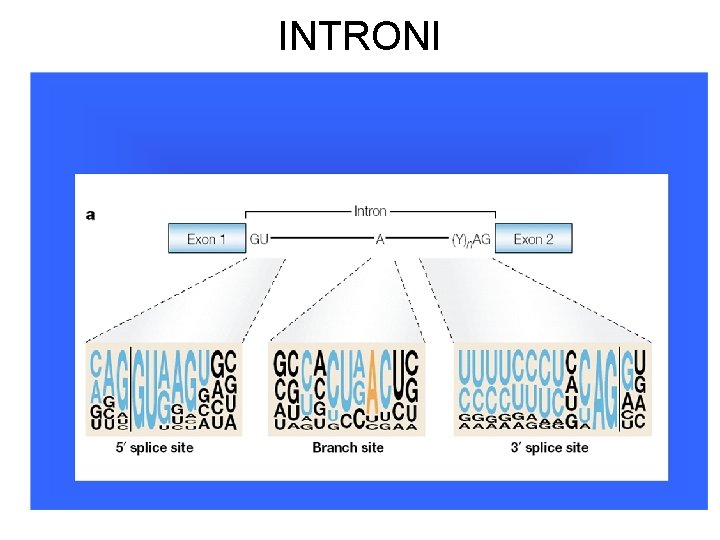 INTRONI 