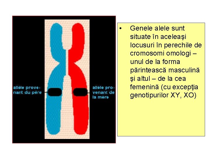  • Genele alele sunt situate în aceleaşi locusuri în perechile de cromosomi omologi