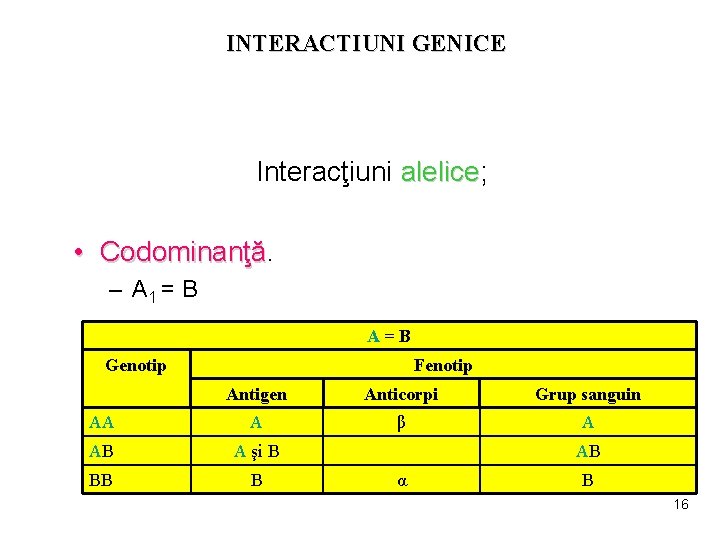 INTERACTIUNI GENICE Interacţiuni alelice; alelice • Codominanţă – A 1 = B A=B Genotip