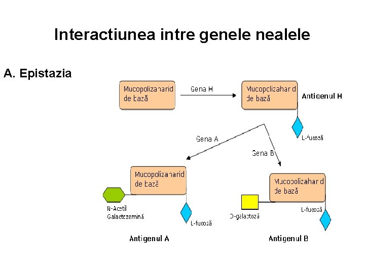 Interactiunea intre genele nealele A. Epistazia 